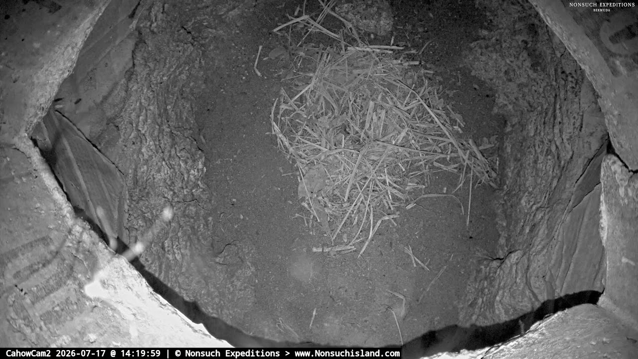 Live webcam view of Madriguera de Anidación del Petrel Cahow
