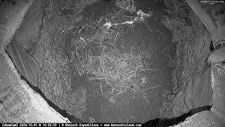 Nonsuch Island · Bermuda Petrel Nest live stream