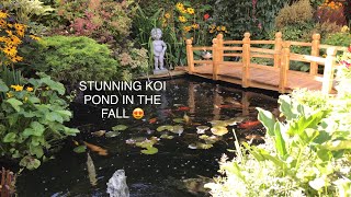 Stunning Cottage Garden Koi Pond. Tranquil Waterfall, Water Fountain. Mixed species of fish. ❤️