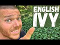 The Best 25 English Ivy Vine