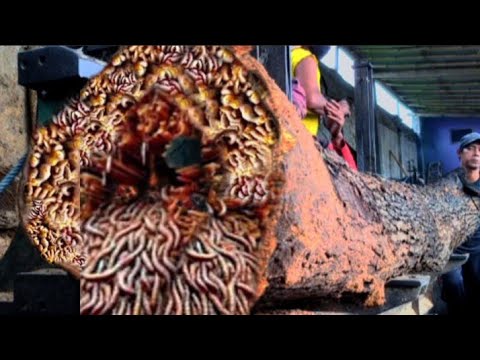 We Had Trouble Cutting It || Awesome Hardwood || Sawmill