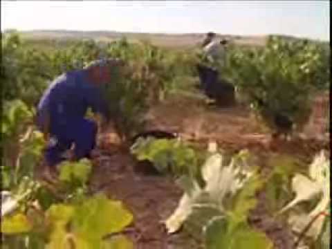 Bodega Hermanos Perez Pascuas. Viña Pedrosa