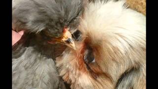 [Odd Animal Pairs] Anything Other Than Love