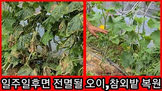 1주일후면 전멸될 오이,참외밭 복원~오이참외 병충해 노균병,흰가루병,귀농귀촌,전원일기,주말농장,텃밭