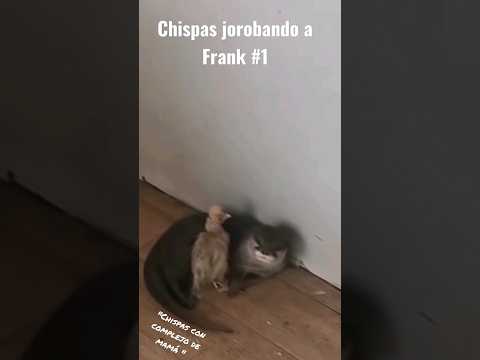 Sparks Humping Frank #1 [From Wild Frank]