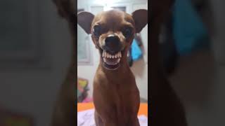 Download lagu aw aw #ytshorts #memesph #hahaha #funny mp3 Download lagu aw aw #ytshorts #memesph #hahaha #funny mp3