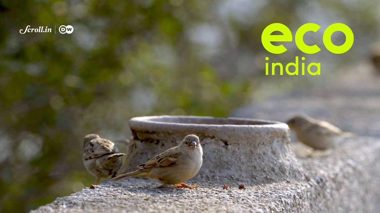 How many sparrows are there in India?