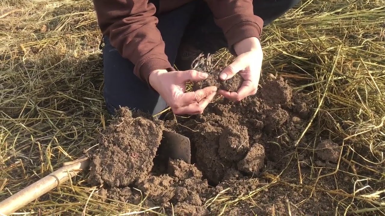 Preparación del suelo, cultivo del guisante y ajo sin labrar, 2 cultivos para la autosuficiencia