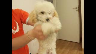 poodle dancing ricky