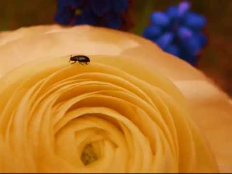 Sonnengesang Franziskus von Assisi