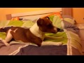DOG YAWN LOUDLY