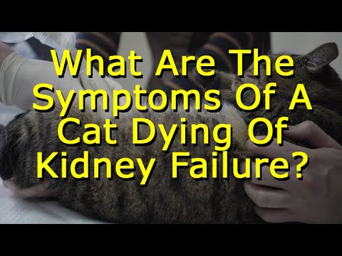 What Are The Symptoms Of A Cat Dying Of Kidney Failure?