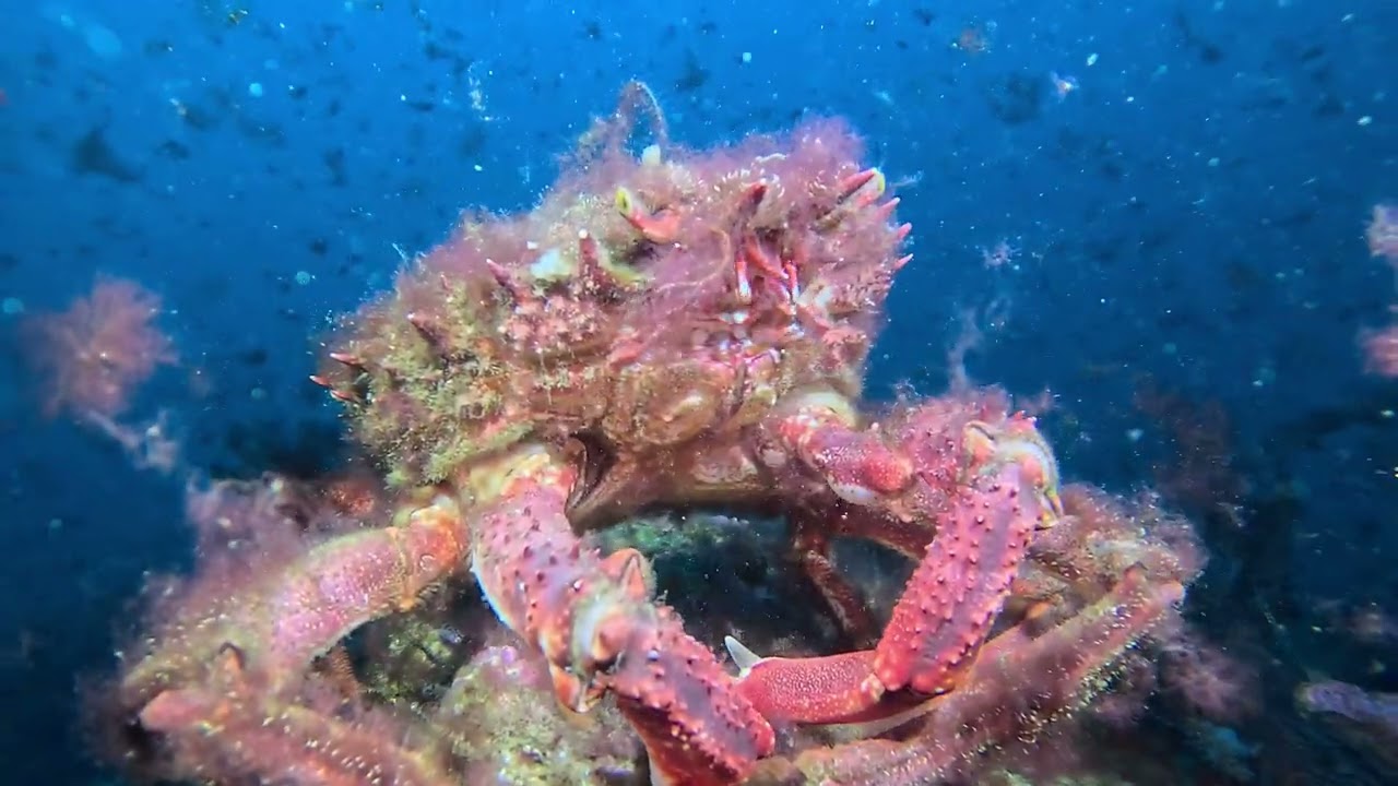 Registos da exploração do "Vale Dias" neste último mergulho de 2023 - 31.12.2023