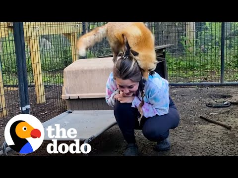 Amazing Woman Rescues and Cares for 70 Animals!