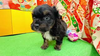 ハーフ犬の動画01