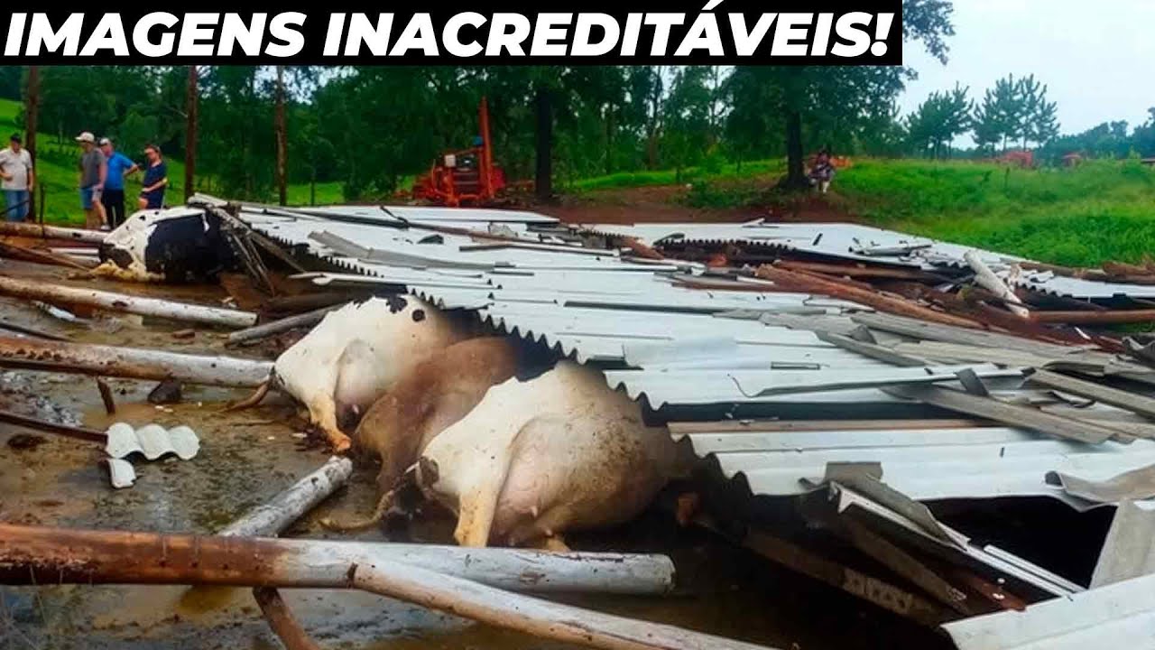 Temporal destrói sonho de família produtora de leite e devasta fazenda