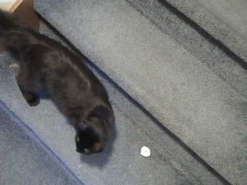 LaKeisha falls down stairs