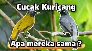 Download lagu Cucak Kuricang, Kutilang Sutra abu ‼️bahas burungnya, apa mereka sama ? mp3