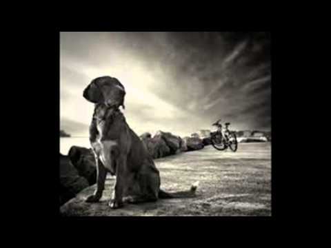 Zlatko Manojlovic - Nasa pesma