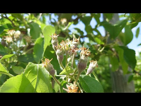 50%🍎 Mniej niż w poprzednim sezonie? Tak może być, jeszcze daleko do zbiorów...