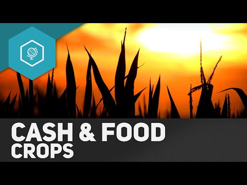 Cash Crops and Food Crops - Agriculture in Developing Countries 3