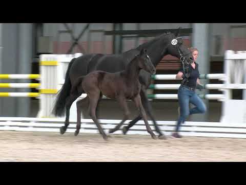 Bramlage, Donier-Sandro Hit-Weltmeyer