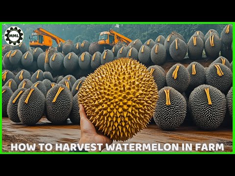 The Most Modern Agriculture Machines - Amazing Ripe Durian Cutting Skills Master Collection