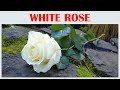 The Power Of A White Rose A Visual Journey Into Serenity And Elegance