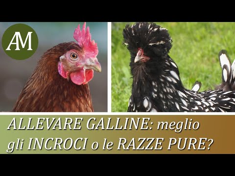 , title : 'Allevare galline: meglio gli incroci o le razze pure?  - Avicoltura e Pollaio'