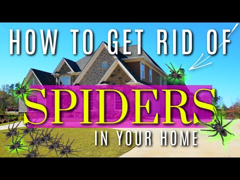 image-Should I spray my house for spiders?