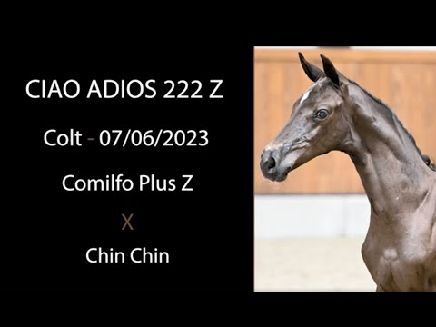 Ciao Adios 222 Z (Comilfo Plus Z x Chin Chin)