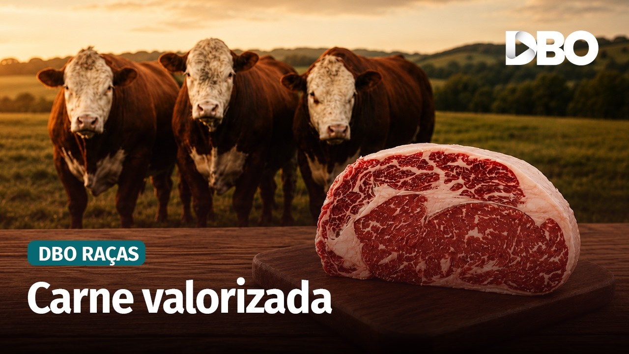 Carne Hereford ganha espaço e impulsiona ações da ABHB na Expointer 2026
