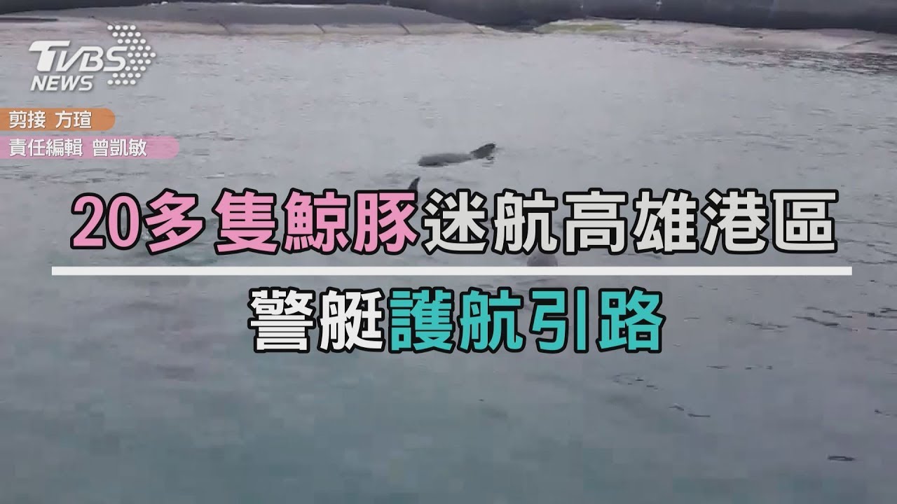 20多隻鯨豚迷航高雄港區　警艇護航引路