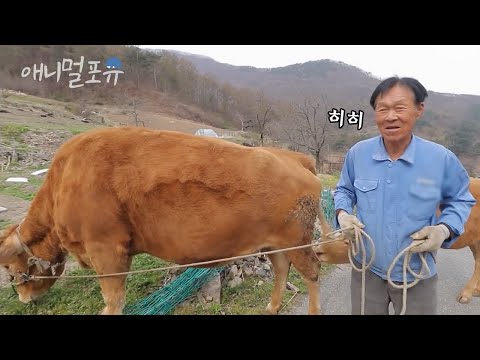 , title : '사람 말 알아듣는 1톤 누렁소?! 할아버지만 졸졸 따라다니면서 같이 산책도 함ㅋㅋ  | KBS 생생정보통 201106 방송'