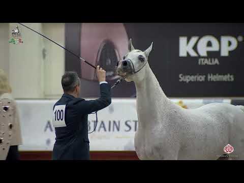 N 100 MONNA ROSE CHANDRA   Italian Nationals 2020   San Giovanni In Marignano   Mares 10+ Years Old