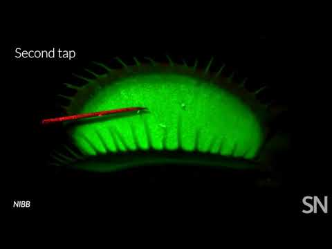Illuminating the Inner Workings of a Venus Flytrap