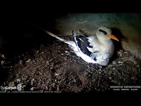 Incredibly Precious: First Feeding on the White-tailed Tropicbird Live Cam – April 23, 2019