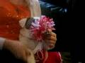 Bella The Cheerleader