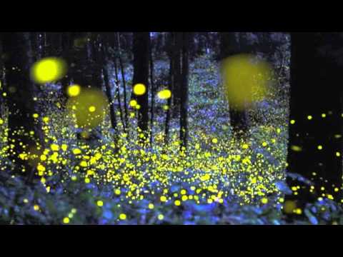 At Home (Time Unknown) - The Elected