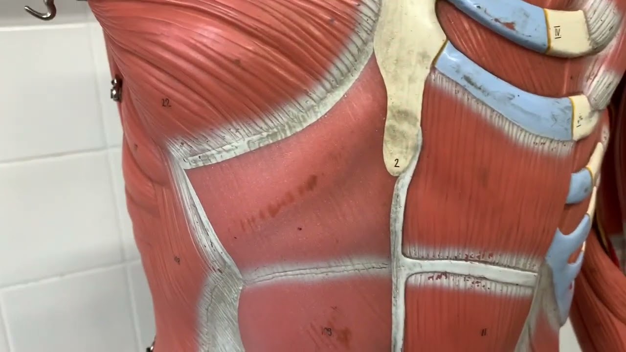 Músculos do tronco: tórax, abdome e dorso | Peças sintéticas