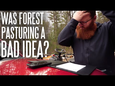 Did We Make A Profit With Forest Pastured Pigs?