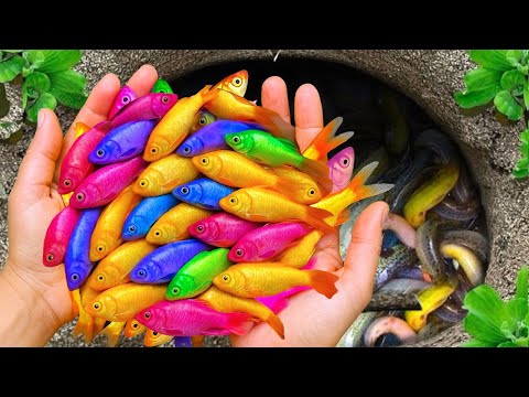 Catch beautiful aquarium fish in small pond: baby turtles, eels, nemo fish, cute fish, tadpoles.