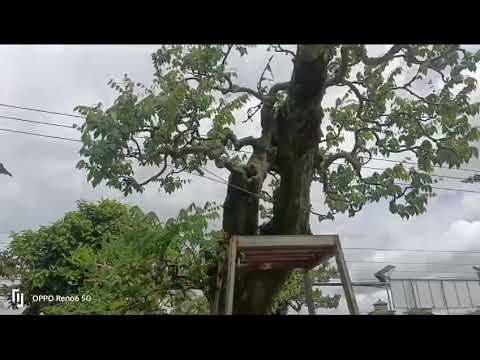 Cây cảnh sân vườn