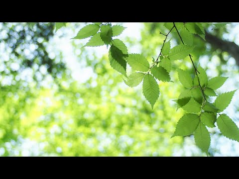 50. Wochenlied - We are all the leaves of one tree - Verbundenheit (Thich Nhat Hanh) - zum Mitsingen