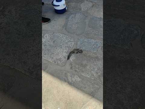 Onek din por dekhlam❤️❤️ #shorts #youtubeshorts #shortsfeed #viral