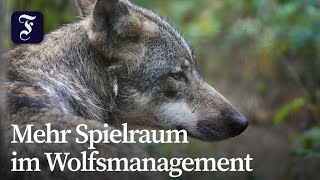Bundesregierung erleichtert Abschuss von Wölfen