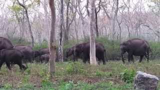 preview picture of video 'Wild elephants along the road side at Bandipur National Park.'