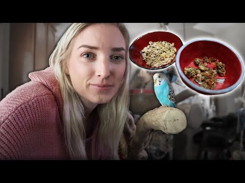 Make Your Own Seed Mix for Small Parrots | (Sharing My Recipe!)