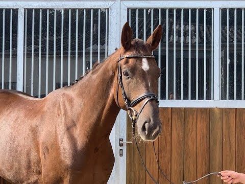 SAMMY 4j. v. Sir Donnerhall I - De Niro VB 16.500,- Euro