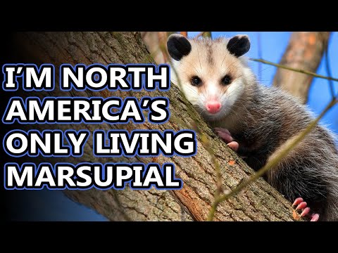 Untitled video lessOpossum facts: not possums! | Animal Fact Fileson
